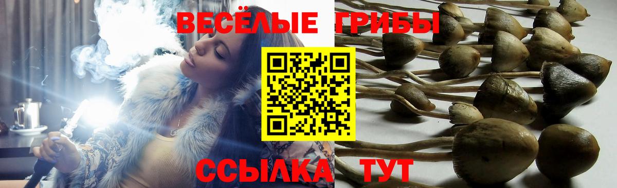Благовещенск  Псилоцибиновые грибы MAGIC MUSHROOMS  Вход с VPN  Псилоцибиновые грибы Psilocybine cubensis 